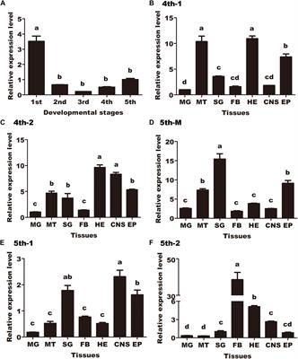 Calcineurin-Modulated Antimicrobial Peptide Expression Is Required for the Development of Helicoverpa armigera